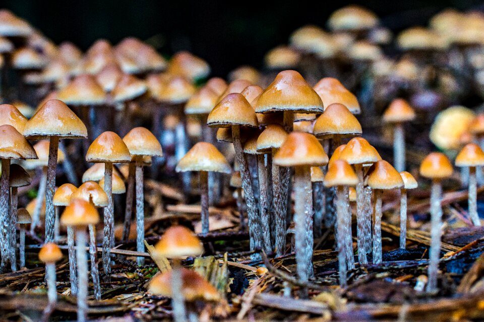Autumn nature toxic
