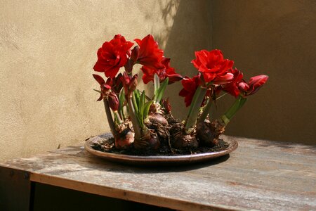 Dining table wooden light photo