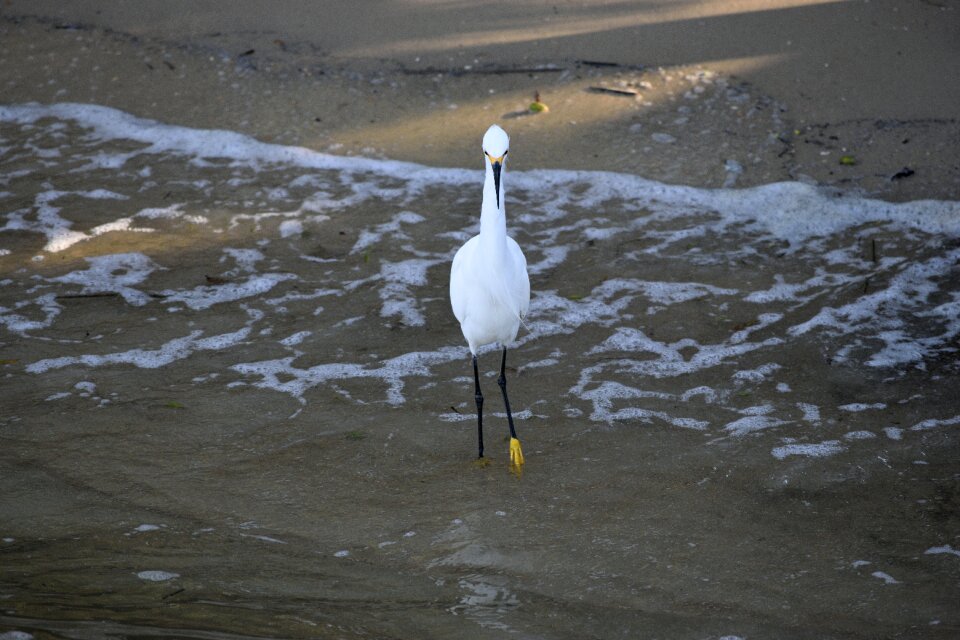 Tropical egret heron