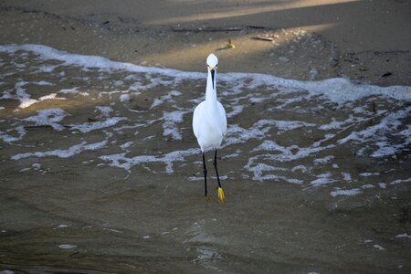 Tropical egret heron photo