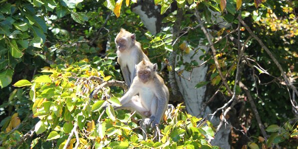 Tree nature animal