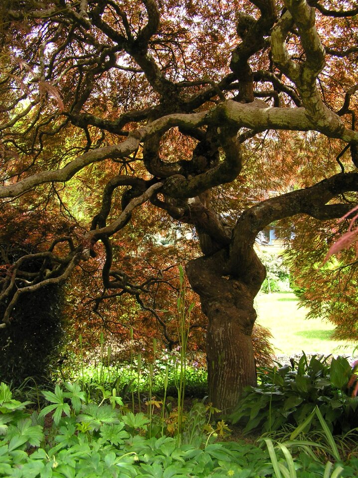 Japanese maple in autumn