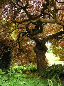 Japanese maple in autumn