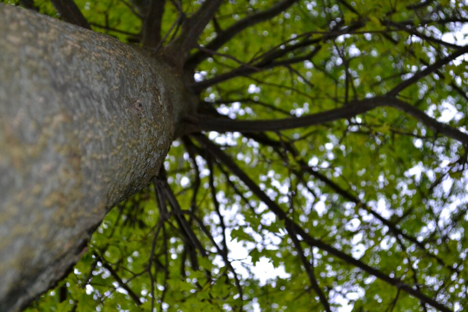 Landscape forest forestry
