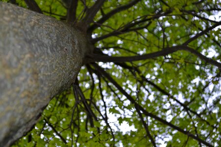 Landscape forest forestry