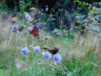 Butterfly animals nature