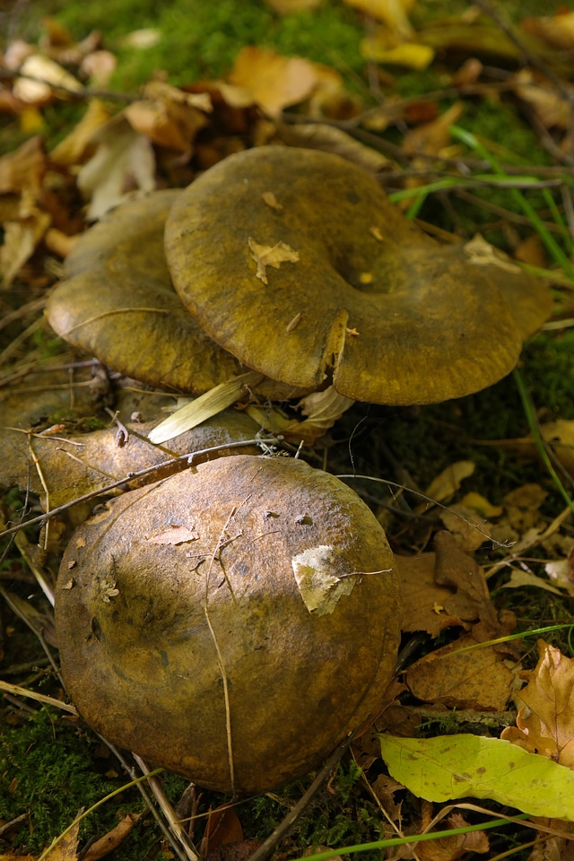 Olive brown milchling lactarius turpis l plumbeus