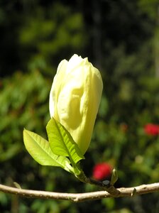 Rhodendron gardens