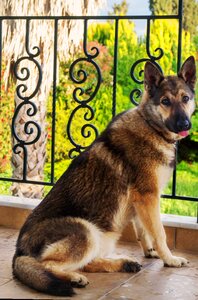 German shepherd cute canine photo