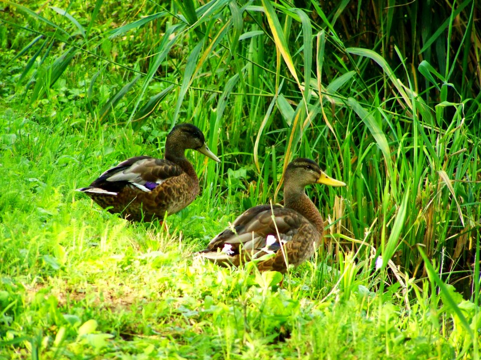 Mallards mallard ducks water bird