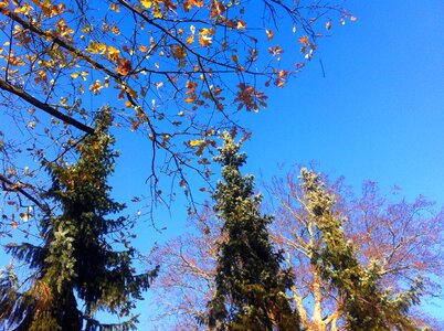 Leaves blue sky trinity