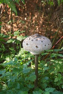 Nature forest fungus