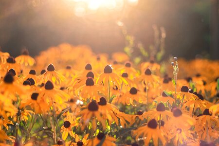 Sunshine lights nice