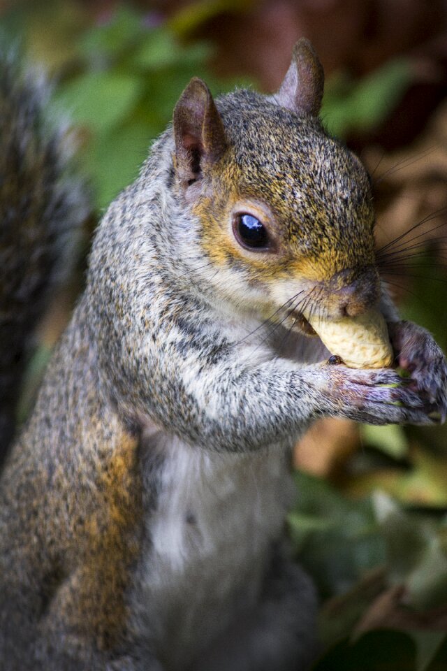 Park peanut autumn