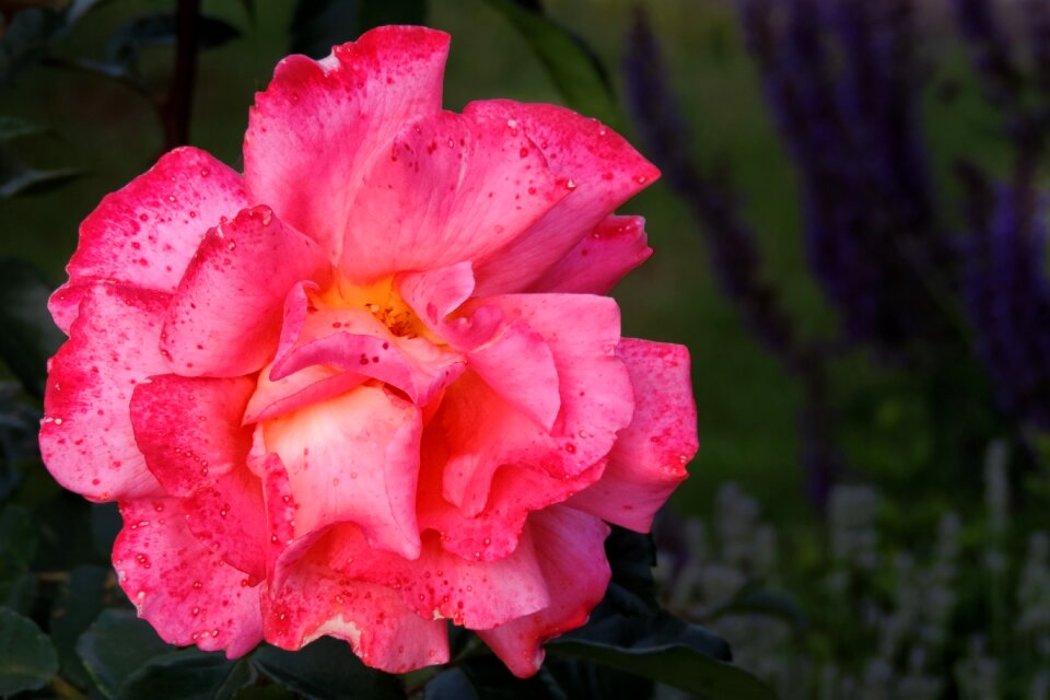 Floribunda red blossomed