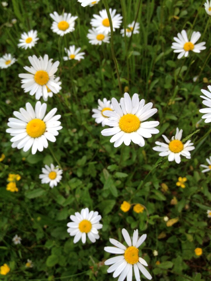 Daisies meadow summer