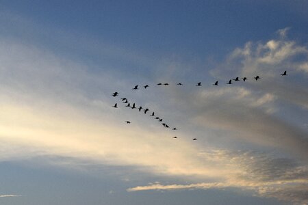Avian sky flying