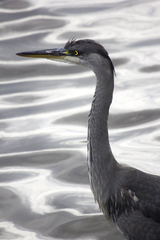 Bird silver gray