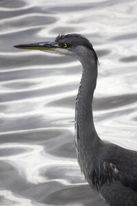 Bird silver gray
