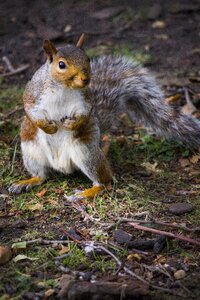 Park peanut autumn photo