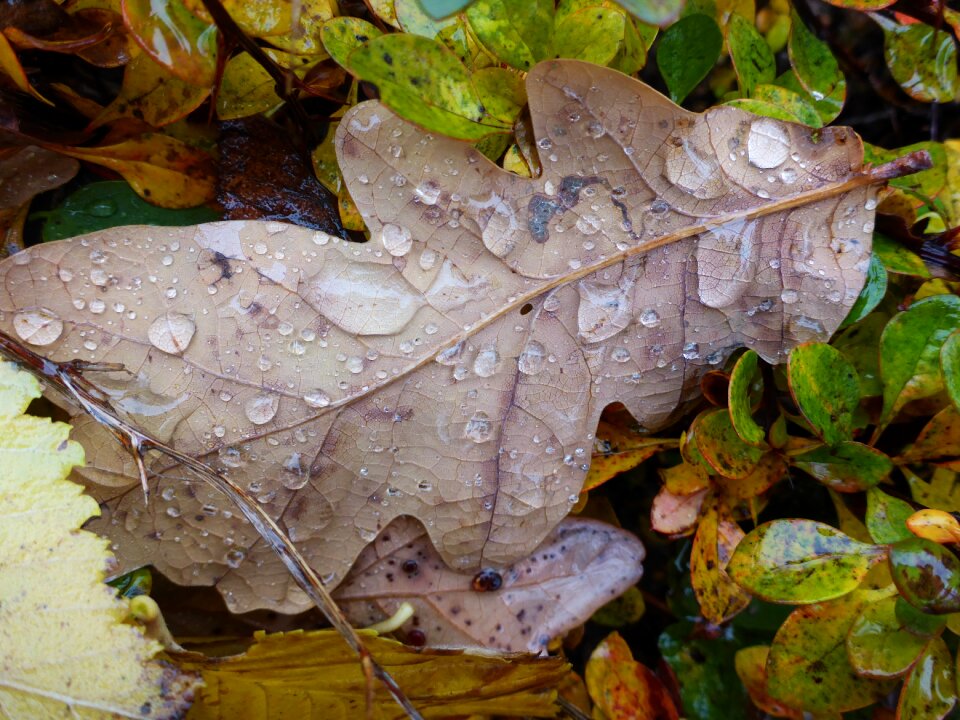Autumn leaves nobody