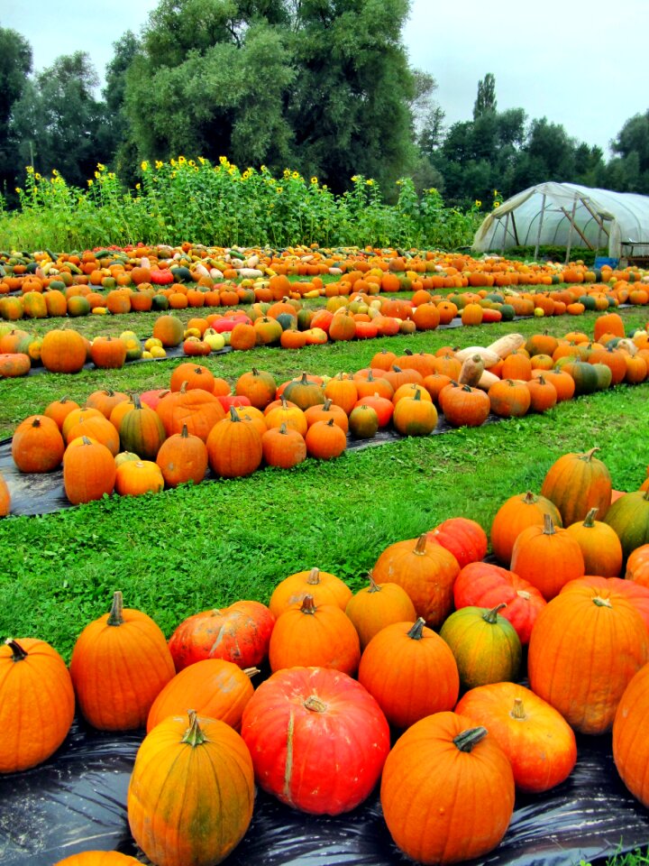 Plant pumpkin gourd