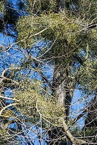 Nature parasite medicinal plant