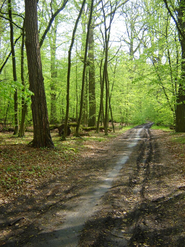 Spring forest green