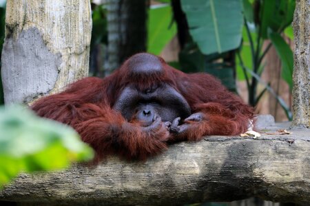 Animal ape asia