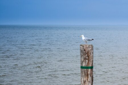 Blue rest lonely