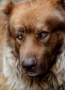 Furry golden close