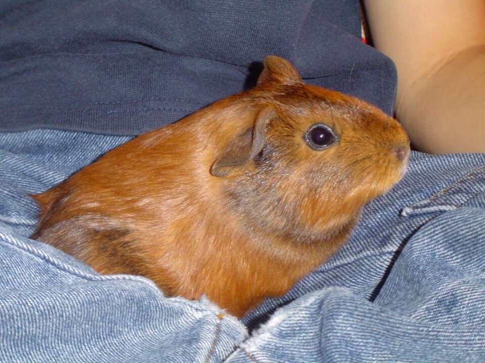 Sweet small braunie
