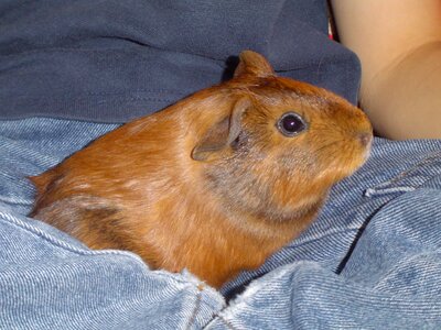 Sweet small braunie