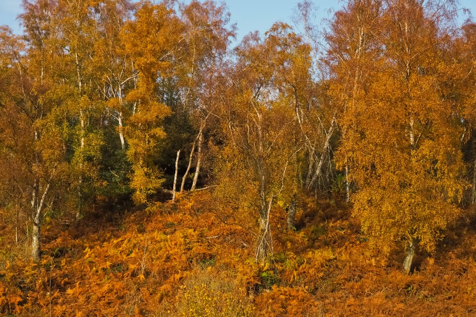 Landscape forest farbenspiel