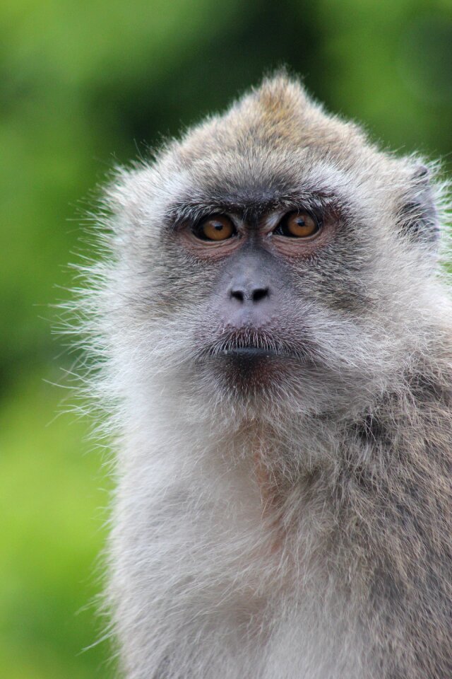 Portrait nature animal