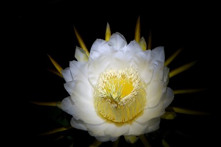 White pure blooming