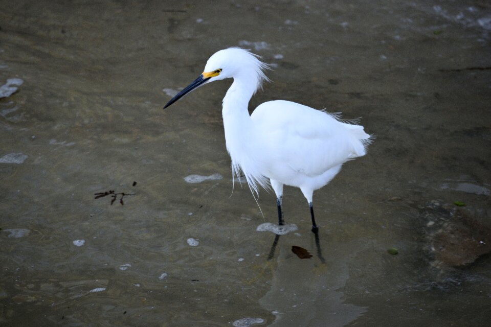 White egret nature