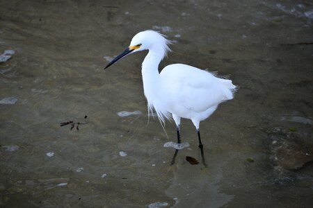 White egret nature photo