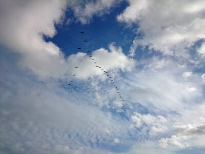 Geese sky clouds photo