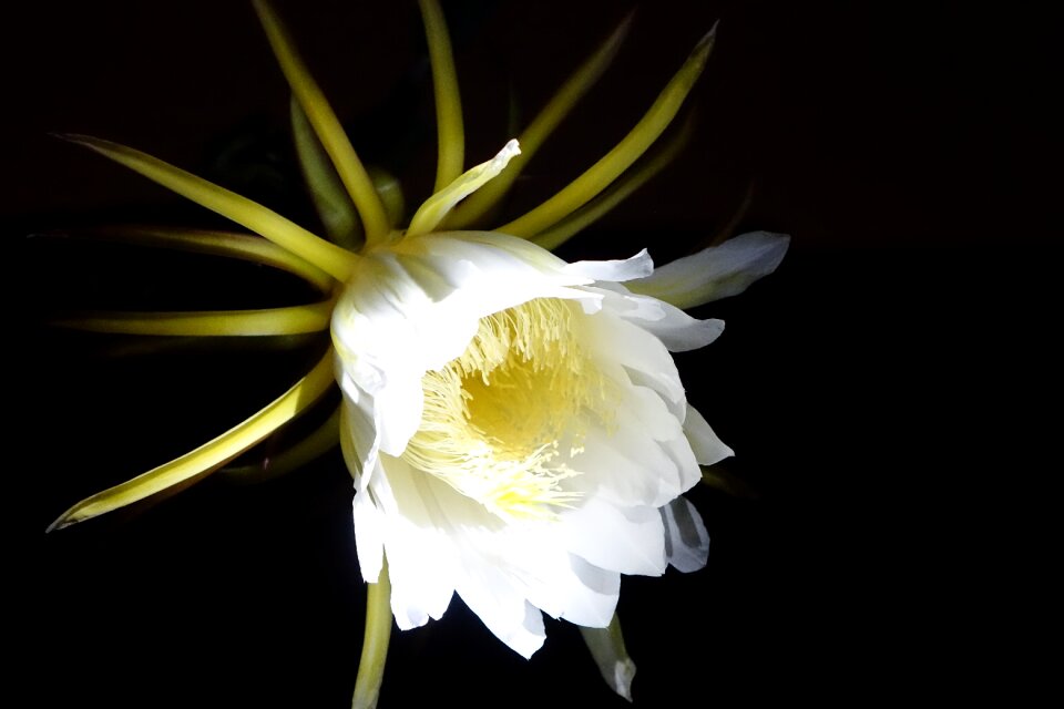 Pitaya flower white pure