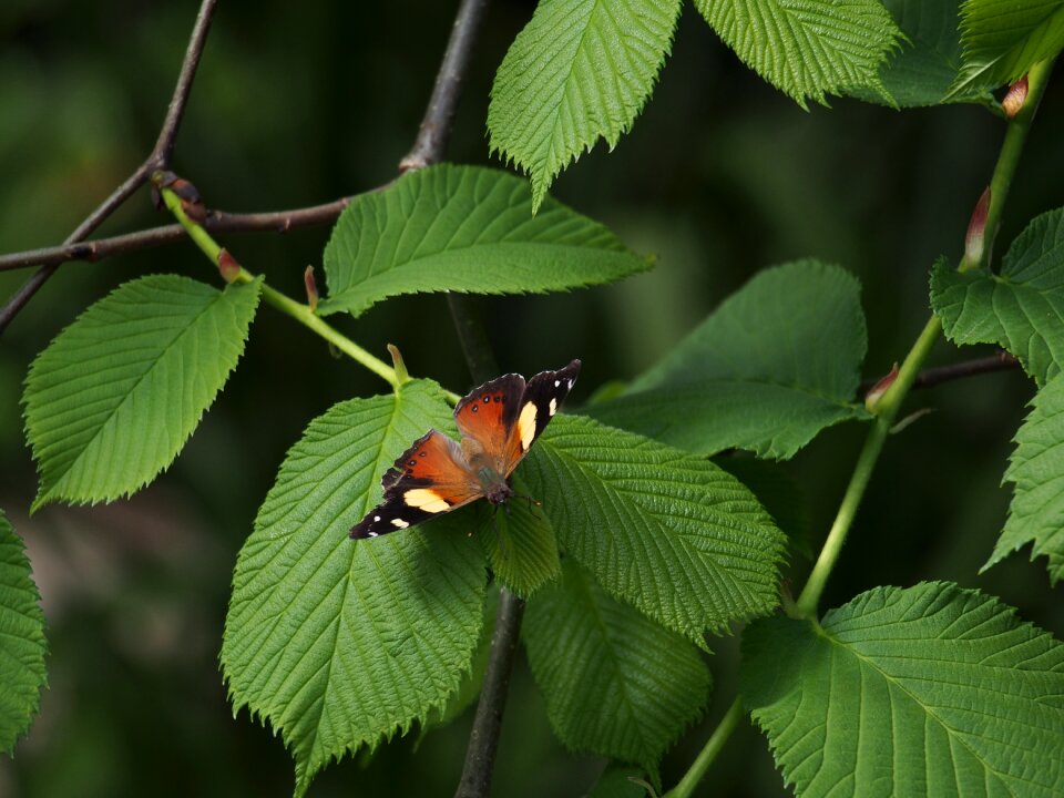 Nature garden summer