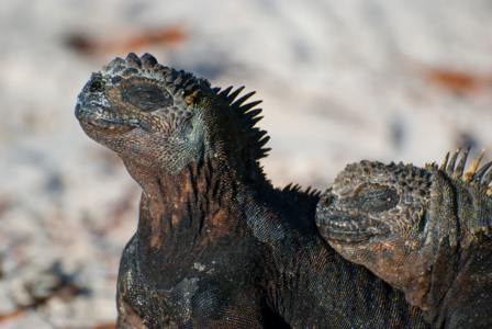 Marine iguana iguana koppeltje