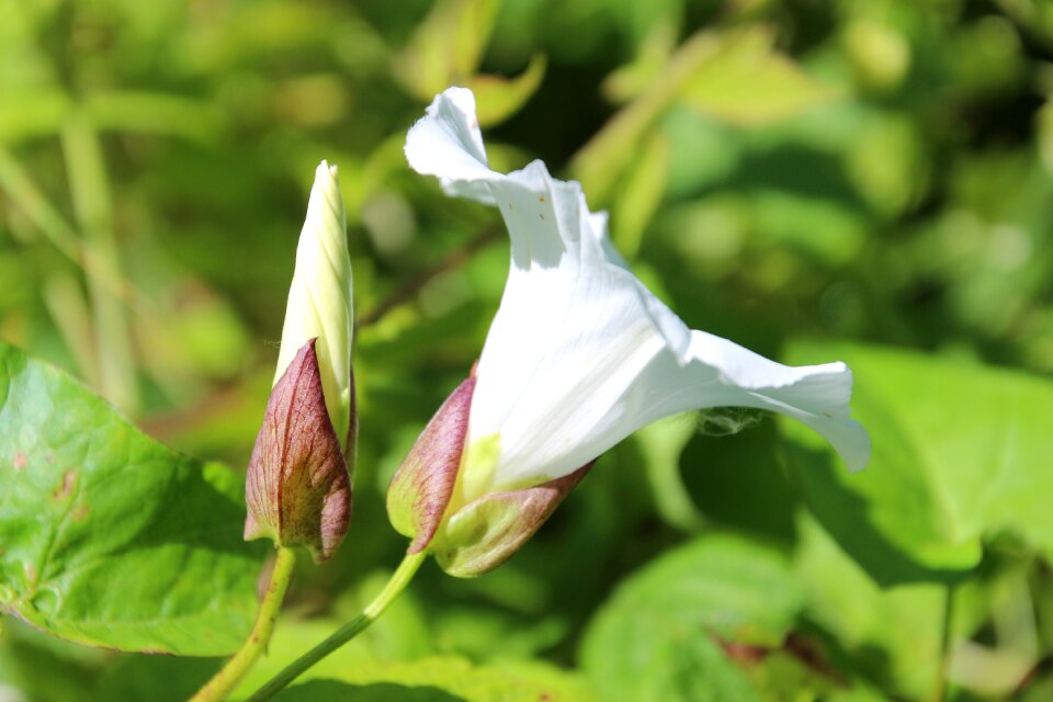 Spring white patals