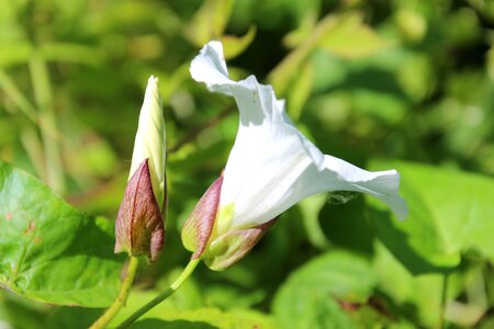 Spring white patals photo