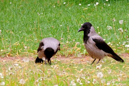 Crow bird raven bird photo