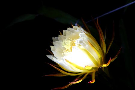 White pure serenity