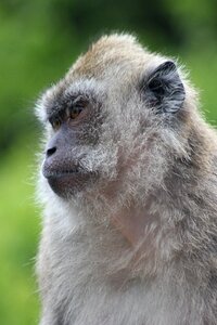 Portrait nature animal