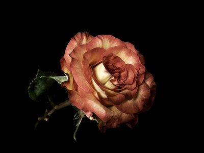 Bloom soft