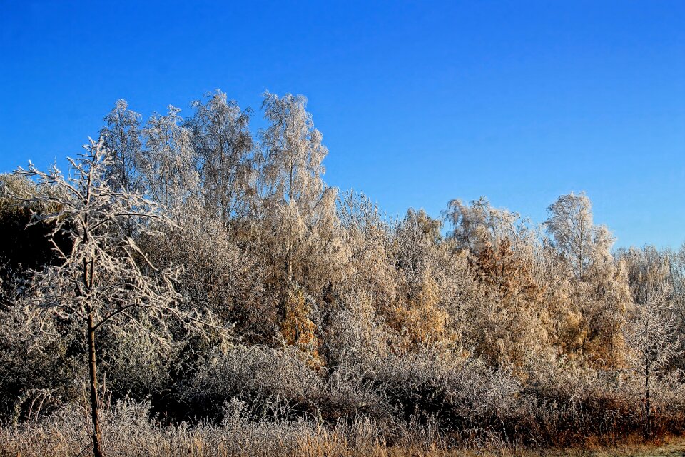 Frost morning sun nature