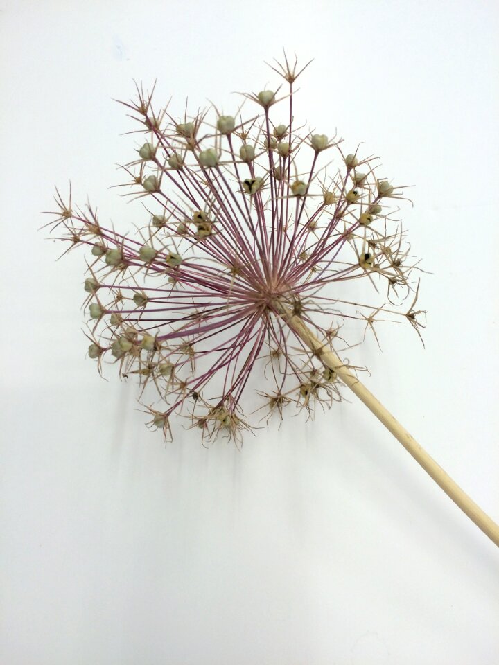Nature garden head